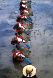 特別賞<br />水道産業新聞社社長賞『田植えの頃』