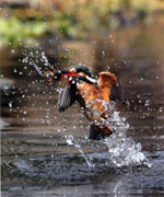 『水辺のハンター』