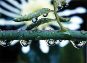 『雫のシャンデリヤ』