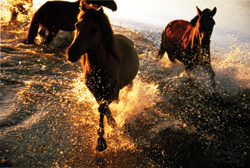 特別賞（水道産業新聞社社長賞）『水辺を疾走』