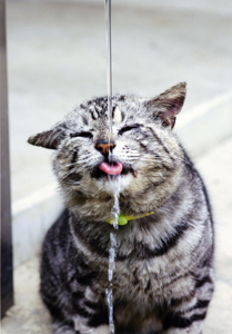 水道産業新聞社賞 『猛暑』