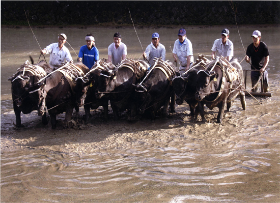水道産業新聞社賞『代かき』