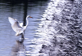 『綾川に生きる』