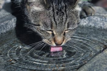 特別賞<br />水道技術研究センター理事長賞『美味しいね』