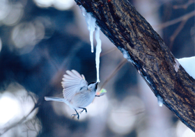 『樹液ツララにタッチ』