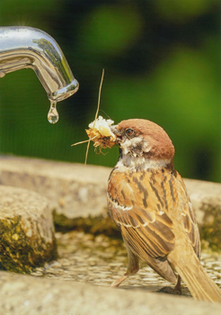 特別賞<br />日本水道工業団体連合会会長賞『貴重な一滴を待つ』