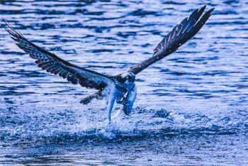 特別賞<br />全国上下水道コンサルタント協会会長賞『捕獲』