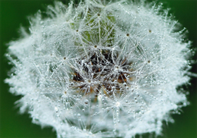 『水滴のクラスター』