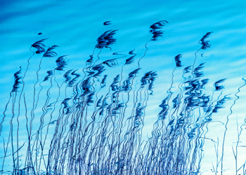 特別賞<br />審査委員長賞『波間のシンフォニー』