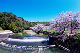 『桜と堰』